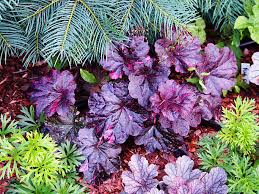 Image result for Heuchera `Midnight Rose`