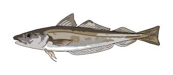 Image result for Merlangius merlangus