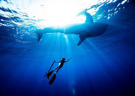 Image result for Southdown Divers