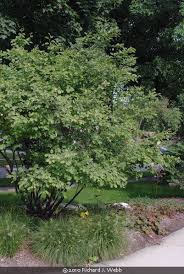 Attēlu rezultāti vaicājumam “Amelanchier canadensis”