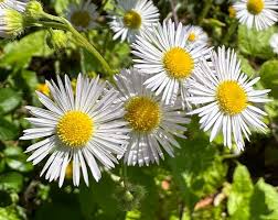 Attēlu rezultāti vaicājumam “Erigeron annuus flower”