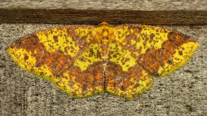 Attēlu rezultāti vaicājumam “Geometridae”