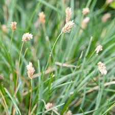 Attēlu rezultāti vaicājumam “Sesleria caerulea leaf”