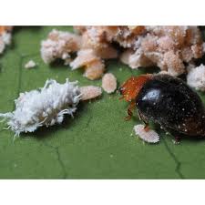 Image result for Cryptolaemus