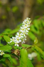 Attēlu rezultāti vaicājumam “Prunus padus var. roseiflora flower”
