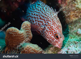 Image result for Epinephelus guttatus
