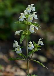 Image result for Galeopsis segetum