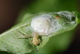 Image result for crab spider