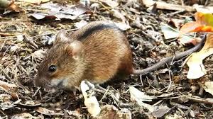 Attēlu rezultāti vaicājumam “Apodemus agrarius”