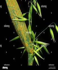 Attēlu rezultāti vaicājumam “Puccinia coronata”