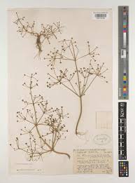 Attēlu rezultāti vaicājumam “Alisma gramineum leaf”