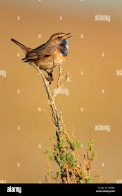 Attēlu rezultāti vaicājumam “Luscinia svecica”