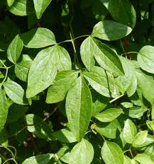 Attēlu rezultāti vaicājumam “Clematis leaf”
