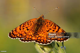 Attēlu rezultāti vaicājumam “Melitaea didyma”