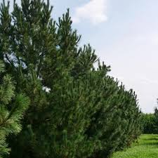 Attēlu rezultāti vaicājumam “Pinus peuce”