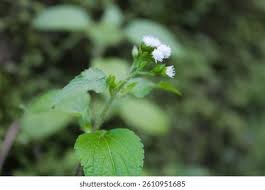 Image result for Ageratum conyzoides