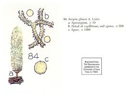 Attēlu rezultāti vaicājumam “Arcyria globosa”