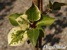 Attēlu rezultāti vaicājumam “Populus x jackii leaf”