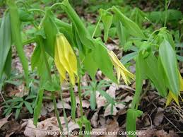 Attēlu rezultāti vaicājumam “Uvularia grandiflora flower”