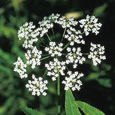 Attēlu rezultāti vaicājumam “Sium latifolium fruit”