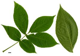 Attēlu rezultāti vaicājumam “Carya ovata”