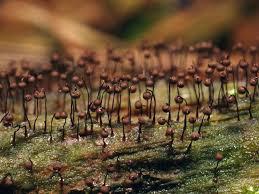 Attēlu rezultāti vaicājumam “Cribraria purpurea stalked”