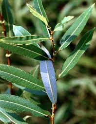 Attēlu rezultāti vaicājumam “Salix triandra”