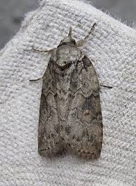 Attēlu rezultāti vaicājumam “Nycteola sp.”