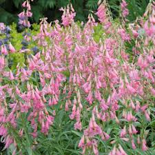 Image result for Penstemon
