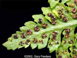 Attēlu rezultāti vaicājumam “Cystopteris fragilis”