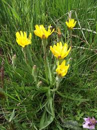 Attēlu rezultāti vaicājumam “Scorzonera humilis bud”