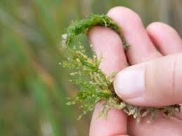 Attēlu rezultāti vaicājumam “Chara hispida”