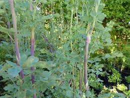 Attēlu rezultāti vaicājumam “Thalictrum flavum”