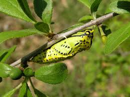 Attēlu rezultāti vaicājumam “Aporia crataegi pupa”