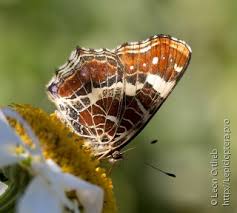 Attēlu rezultāti vaicājumam “Araschnia levana underside”
