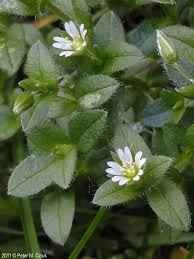 Attēlu rezultāti vaicājumam “Craterium aureonucleatum young”
