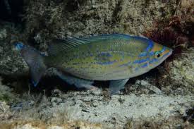 Image result for Diplodus kotschyi