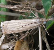 Attēlu rezultāti vaicājumam “Chrysoteuchia culmella”
