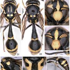 Attēlu rezultāti vaicājumam “Diderma effusum spores”