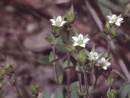 Attēlu rezultāti vaicājumam “Carex arenaria  flower”