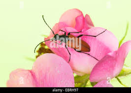 Attēlu rezultāti vaicājumam “Anastrangalia sanguinolenta female”