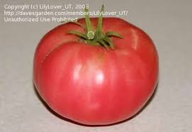 Afbeeldingsresultaat voor crnkovic yugoslavian tomato