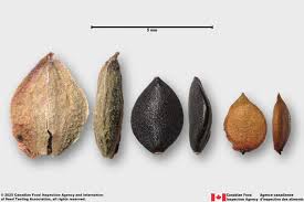 Attēlu rezultāti vaicājumam “Fallopia convolvulus”