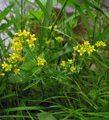 Attēlu rezultāti vaicājumam “Rorippa sylvestris leaf”