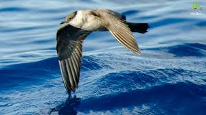 Attēlu rezultāti vaicājumam “Stercorarius parasiticus”