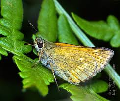 Attēlu rezultāti vaicājumam “Ochlodes sylvanus female”
