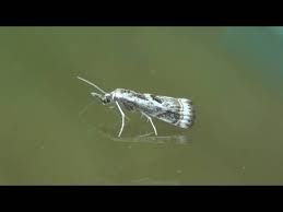 Attēlu rezultāti vaicājumam “Comatricha elegans var. microspora”