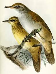 Image result for Locustella certhiola