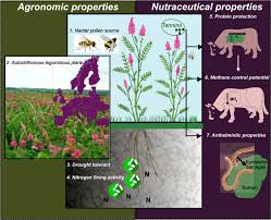 Attēlu rezultāti vaicājumam “Onobrychis arenaria fruit”