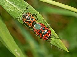 Attēlu rezultāti vaicājumam “Eurydema dominulus imago”